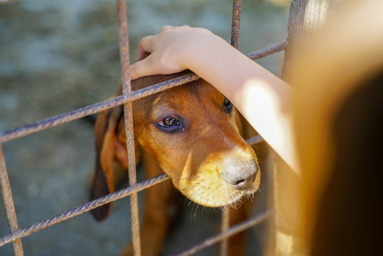 A tender scene of a dog behind a fence being petted by a human hand, showcasing affection.