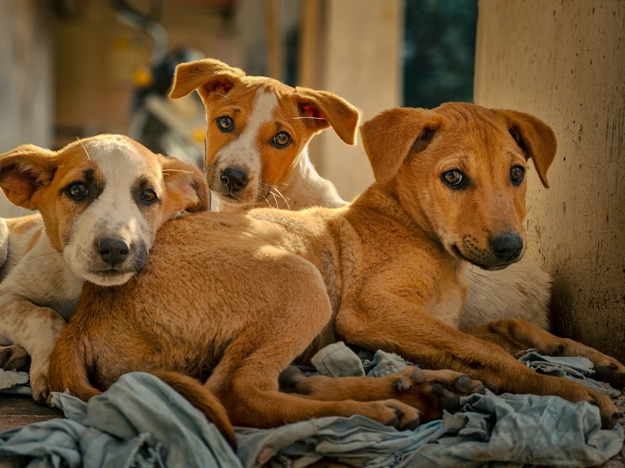 Three adorable stray puppies resting outdoors in Ahmedabad, showcasing companionship and innocence.