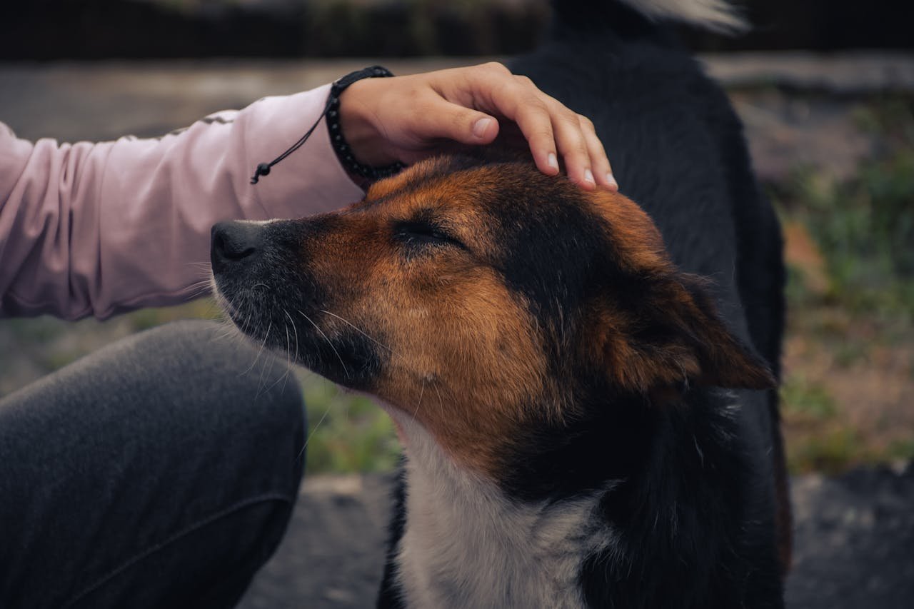 A close-up of a person gently patting a contented dog outdoors, showcasing a moment of trust and affection.
